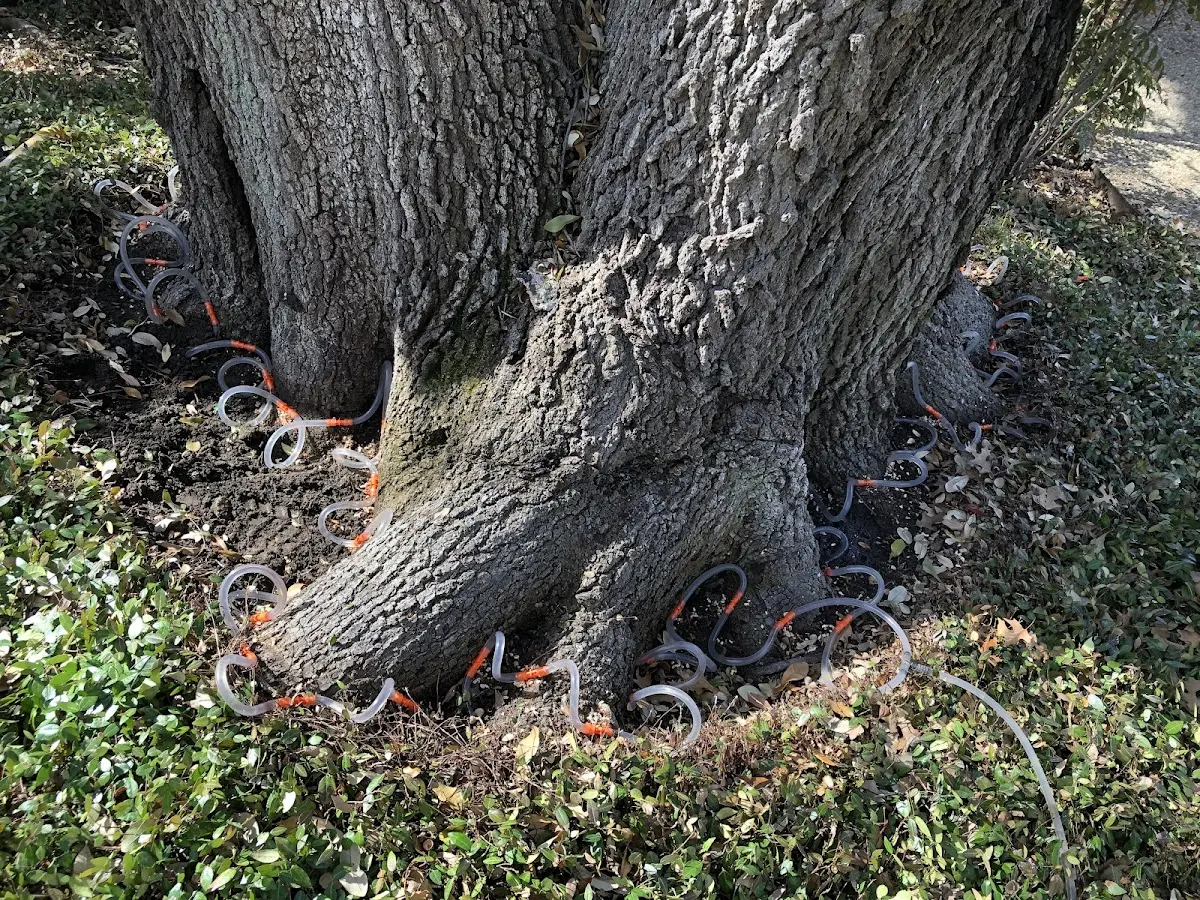 Detailed Tree Cabling and Bracing job site in Somersworth