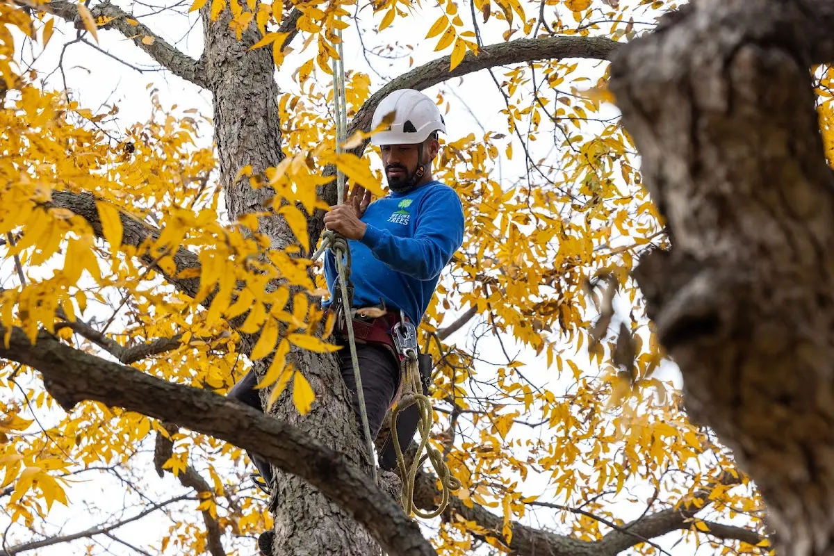 Skilled Tree Planting crew working in Somersworth