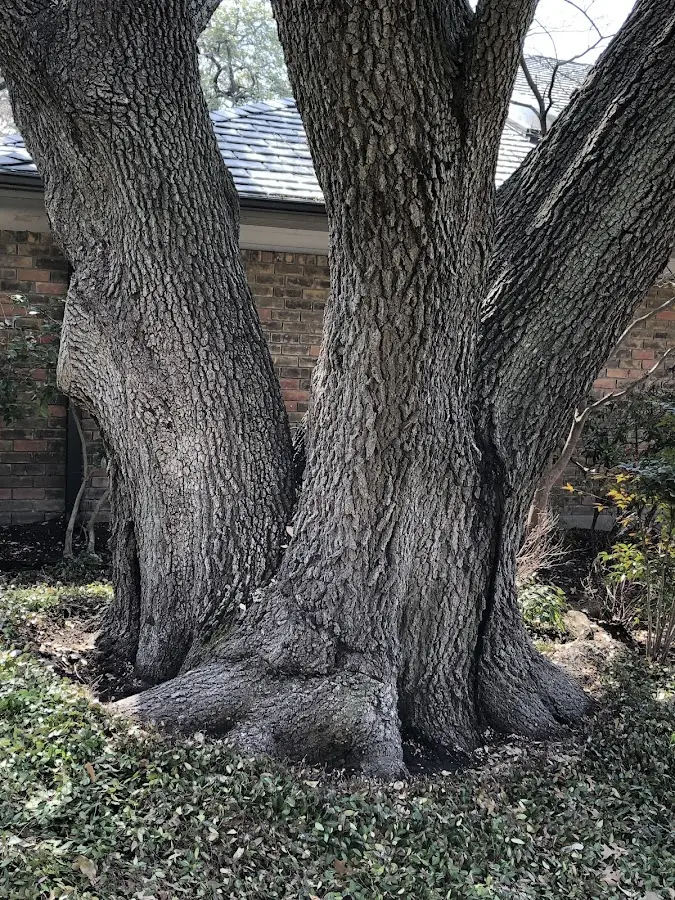 Mature heritage tree close to a Somersworth property cared for by certified arborists
